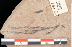 Foto (Detailansicht) von Pinus ciliata Ettingshausen (NHMW-GEO-2024-0188-0327)